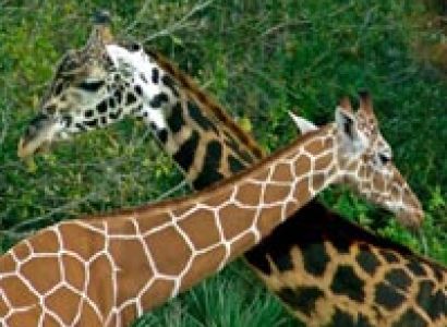 3 Days Amboseli Tour