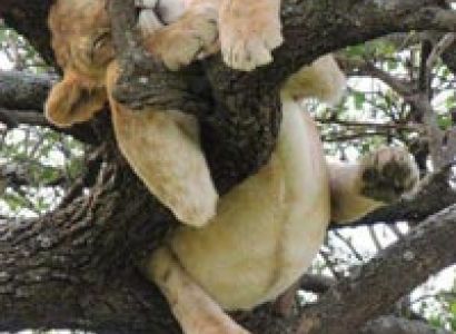 3 Days Tsavo West Tour