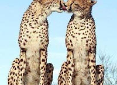 Mt Kenya climb Sirimon out Chogoria route 4 Days