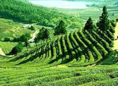 Darjeeling Luster Tour
