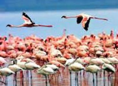 Manyara Serengeti Tour