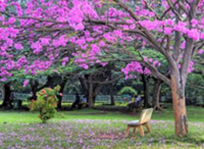 Bangalore Mysore Ooty Tour