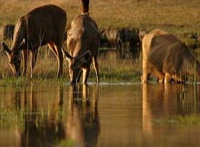 Short Escape to Pench Tour