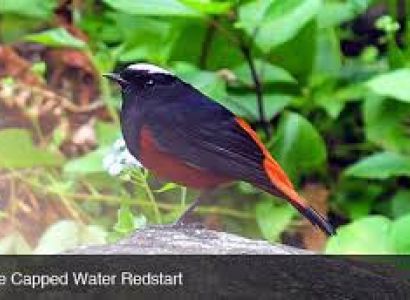 Special Package for Bird watching in Pangot (Nainital)