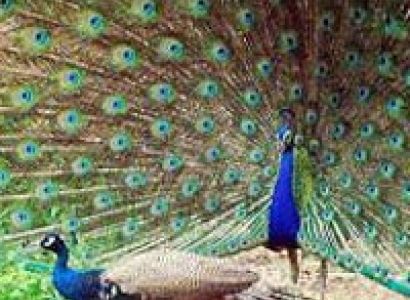 Natural wonders in Madhya Pradesh Tour