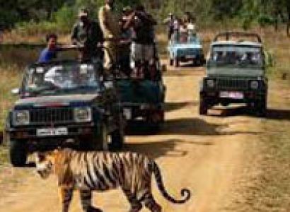 Lion & The Rann of Kutch Tour