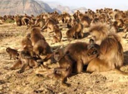 Historical Root and Semein Trekking