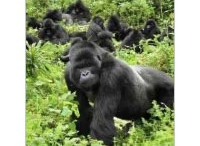 Uganda Gorilla Trekking And Wildlife Safari