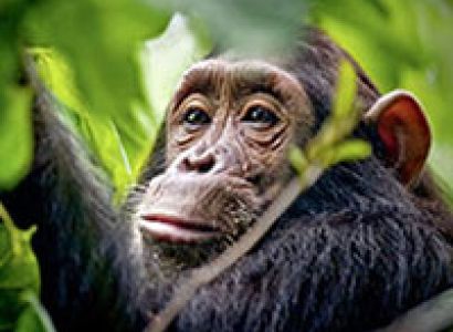 Uganda Chimps and wildlife Tour