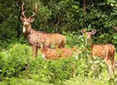 Meghalaya with Kaziranga Package