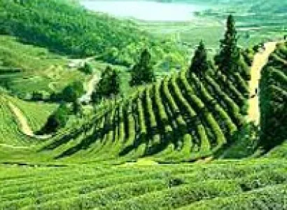 Darjeeling - Gangtok to Siliguri Tour