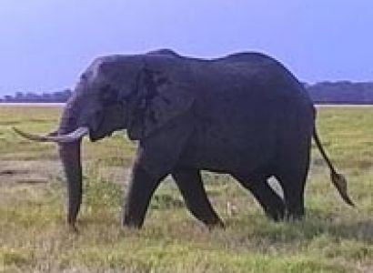 4 Days Masai Mara Nakuru Only