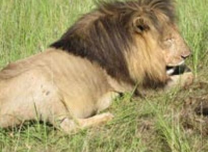 3 Days Masai Mara Adventure Camping Safari Tour
