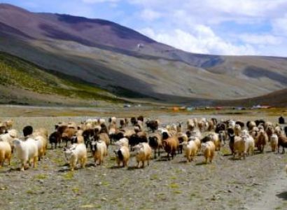 Markha Valley Trek Via Zingchen Tour