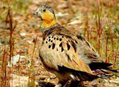 Birding and Wildlife Tour to Tsokar Lake