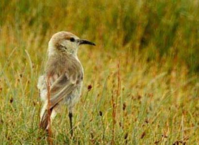 Birding in Ladakh Wildlife Tours