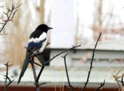 Open Group Booking Snow Leopard Trek to Ladakh