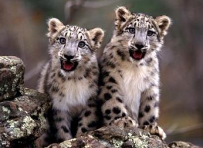 Snow Leopard Tour to Ladakh with Stok Festival