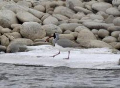 Snow Leopard Tour to Ladakh with Matho Festival