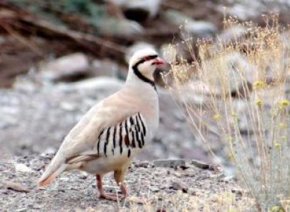 Snow Leopard Tour to Ladakh with Likir Festival