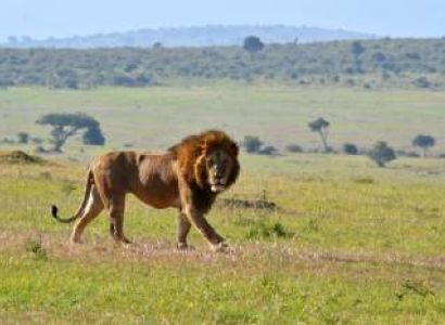 2 Days Masai Mara Budget Safari Kenya