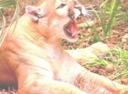 Masai Mara Flying Package