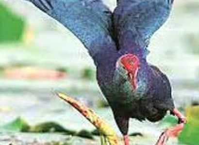 Nature and Eco Tour Package