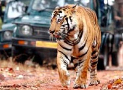 Golden Triangle With Wildlife