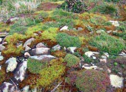 Himachal Highlights with Chandigarh Tour