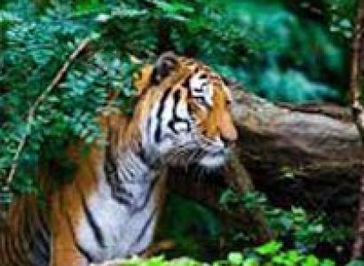 Wildlife Tour Package : : 02Nights/03 Days