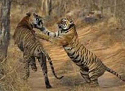 Short Escape to Sariska Tour