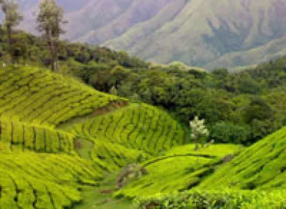 Kerala - Munnar - Thekkady - Cochin Tour