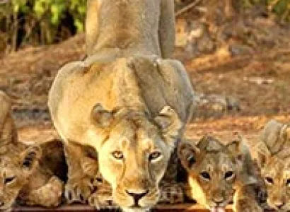 Best of Gujarat with Wildlife Tour