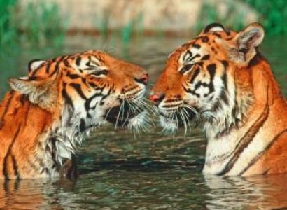 Nainital - Corbett Tour