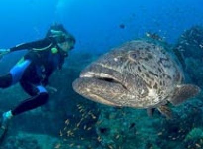 Baratang Island Tour