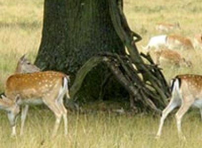 2 N/ 3 Days Mussoorie Tour