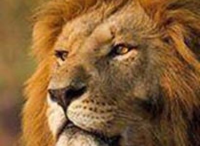 Explorers Northern Migration Package