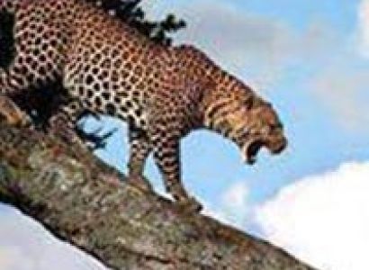 Big Five Safari Tour