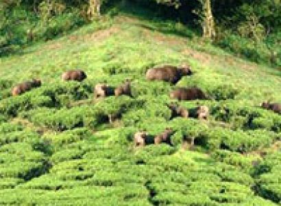 Weekend Packages - Magic Meghamalai 1Night/2Days