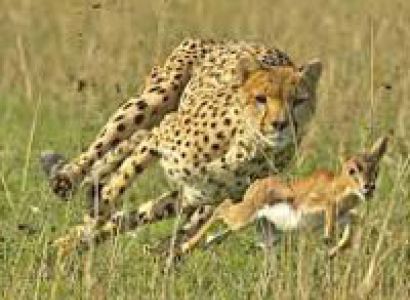 6 Days Tree Hotel Tour