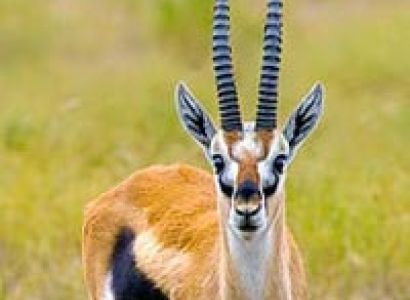 Tsavo and Amboseli Lodge Safar Tour