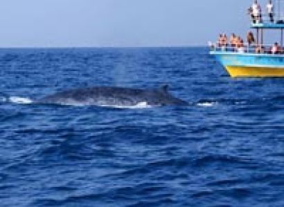 Sri Lanka Wildlife Escape - Big Five Safari Tour