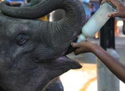 Charming Sri Lanka - 4 Days Excursion Tour