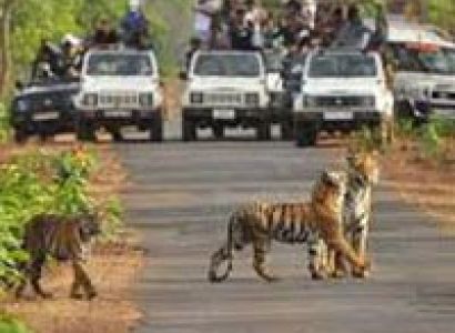 Maharashtra Wildlife Tour