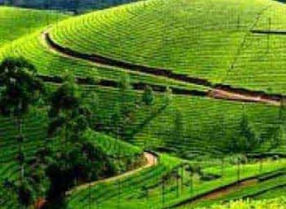 Ex Bangalore-Mysore-Ooty-Kodai Tour