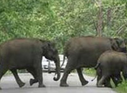 Short Escape to Wayanad Tour