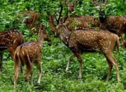 Short Escape to Periyar Tour