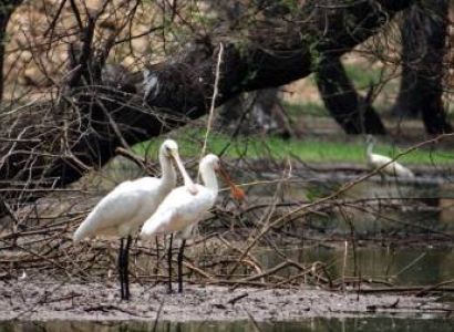 Wildlife Tour Near Varanasi