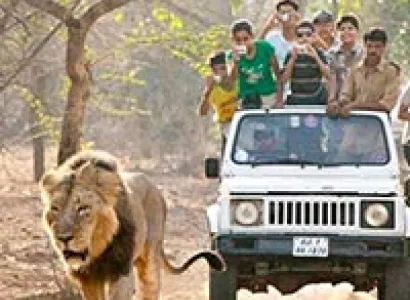 Lion and the Rann of Kutch