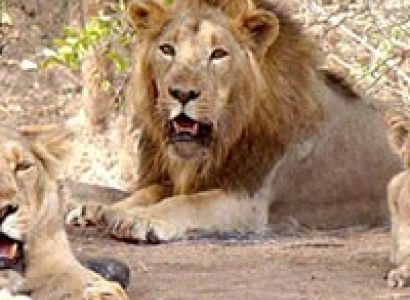 Best of Gujarat with Wildlife